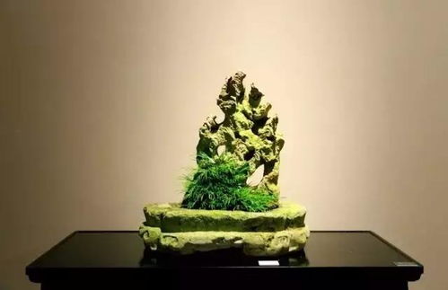 菖蒲,素雅